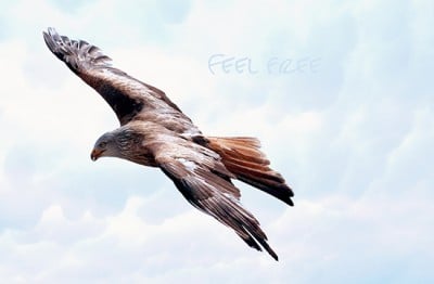 Hawk flying, freedom