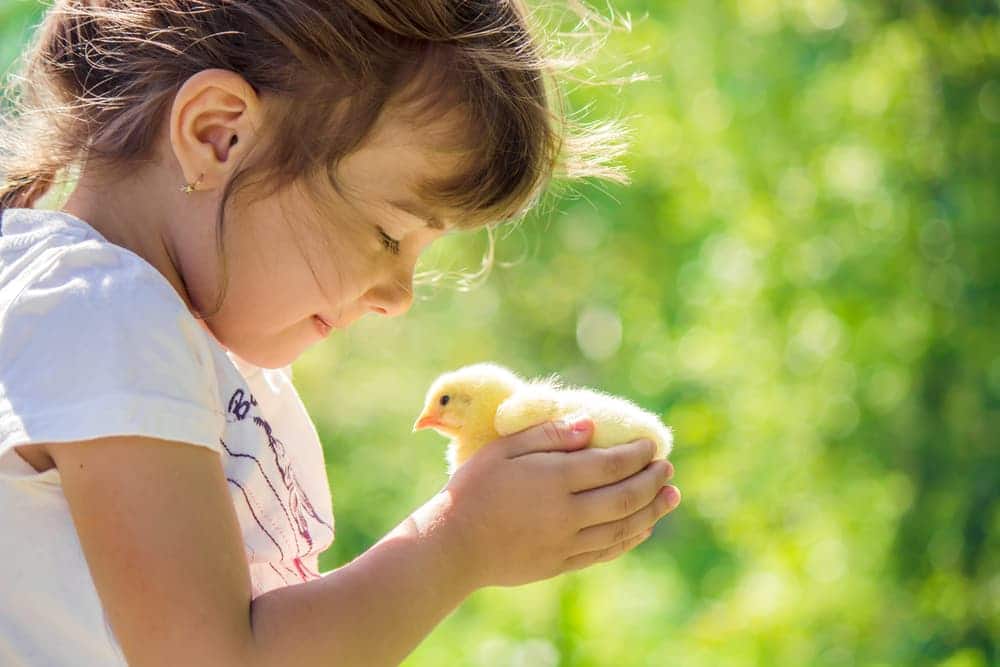 Child holding a duck